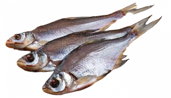 синець без луски в'лений